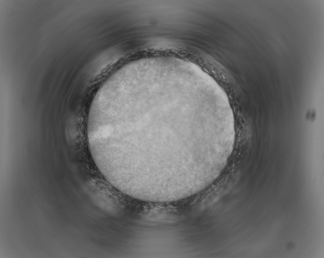 X0000096730824200803041221