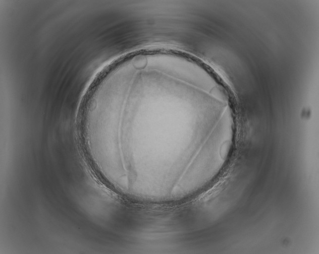X0000096730832200803041221