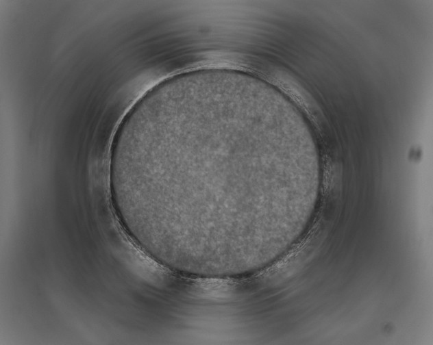 X0000096730836200803041221