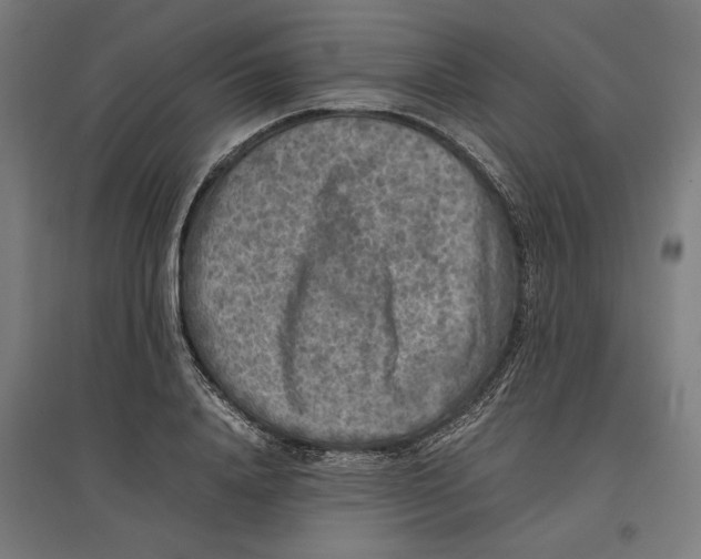 X0000096730840200803041221