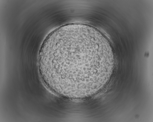 X0000096730848200803041221