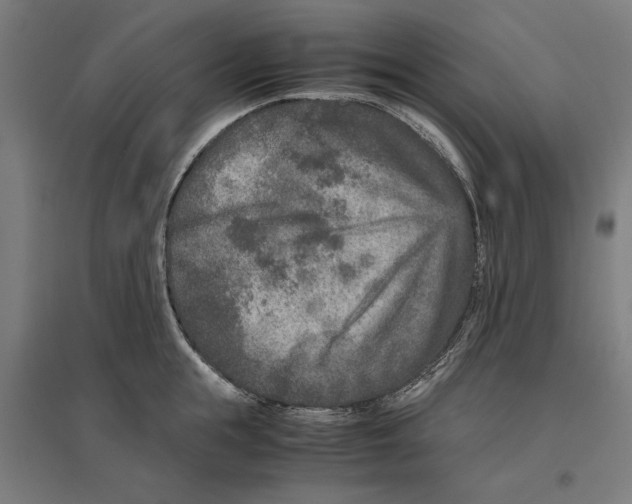 X0000096730855200803041221