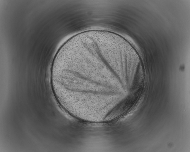 X0000096730862200803041221