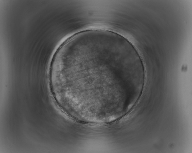 X0000096730864200803041221