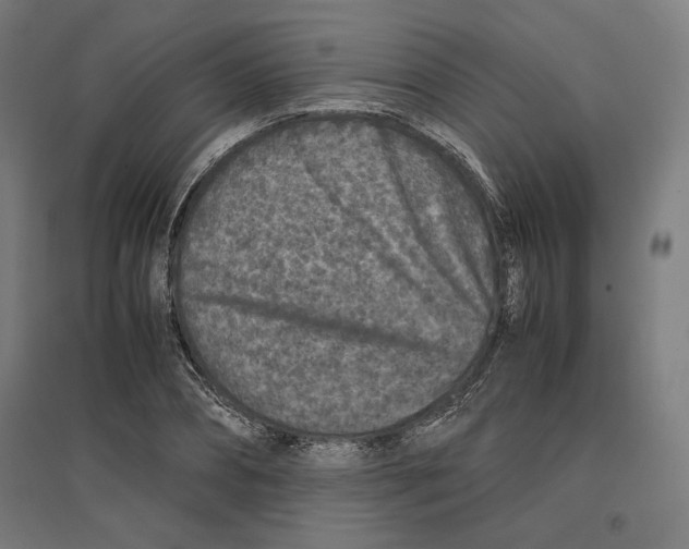 X0000096730882200803041220