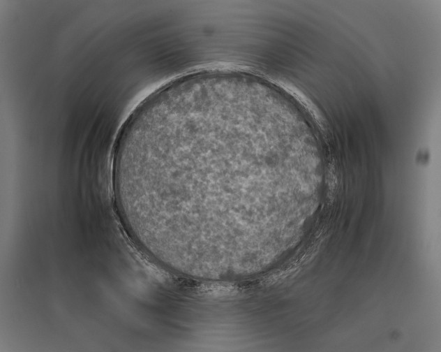 X0000096730886200803041220