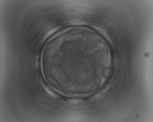 X0000096730889200803041220