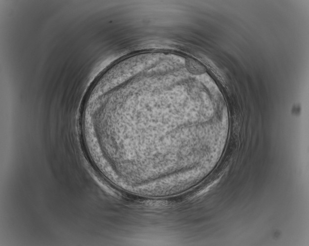 X0000096730893200803041220