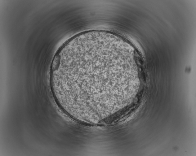 X0000096730944200803041220