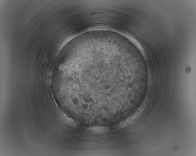 X0000096730953200803041220