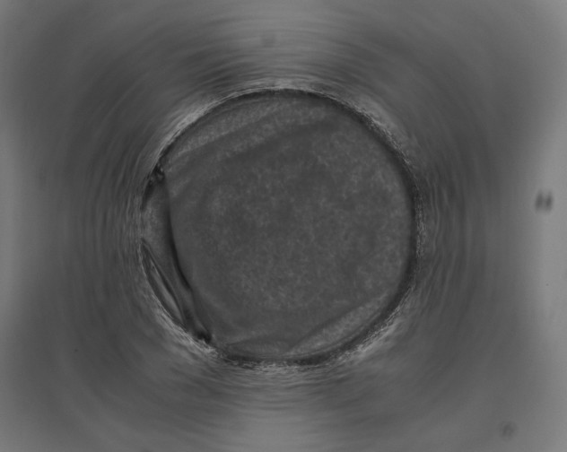 X0000096730977200803041219