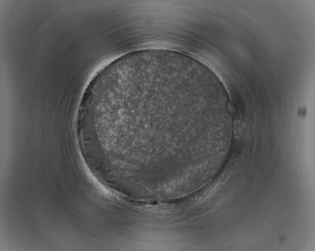 X0000096730995200803041219