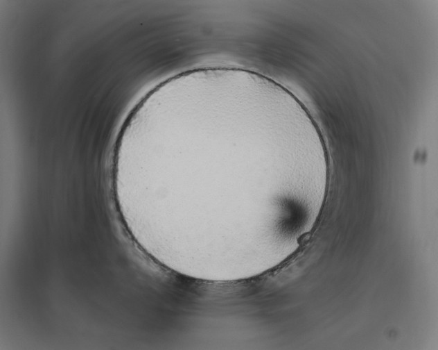 X0000096731008200803041219