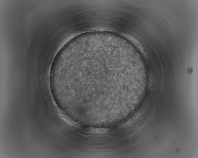 X0000096731039200803041218