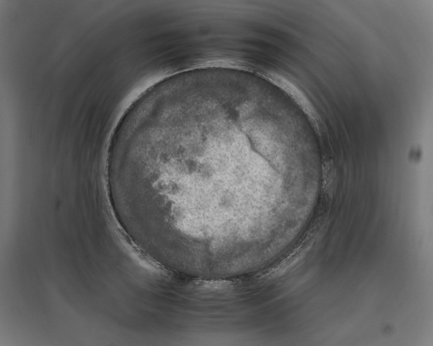 X0000096731043200803041218