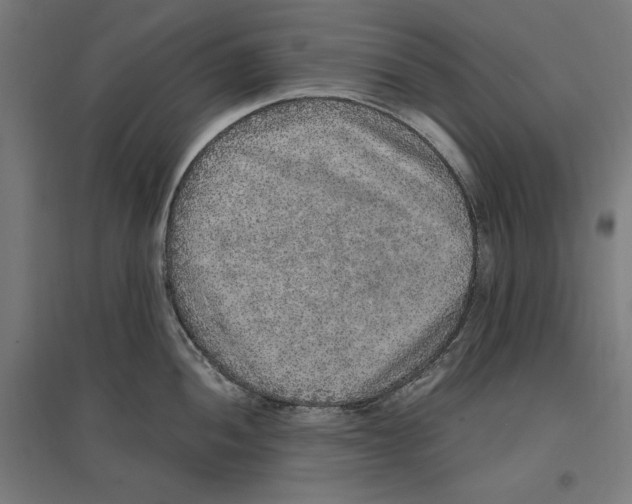 X0000096731052200803041219