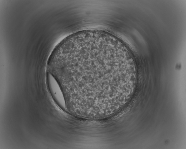 X0000096731079200803041218
