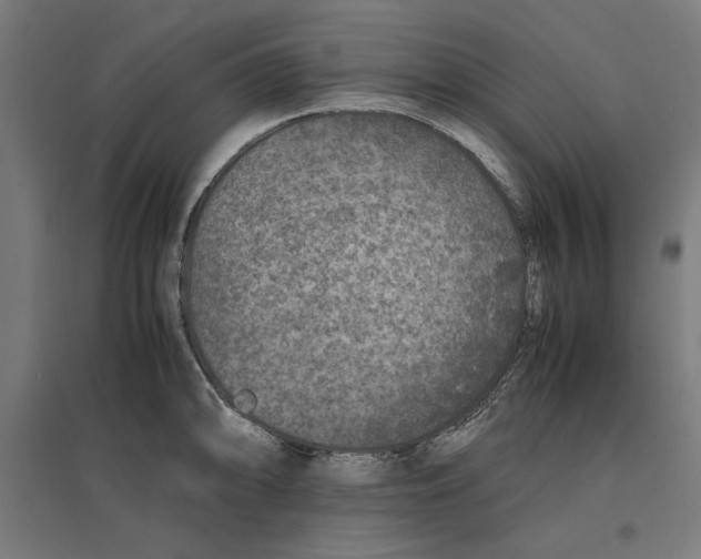 X0000096731094200803041217