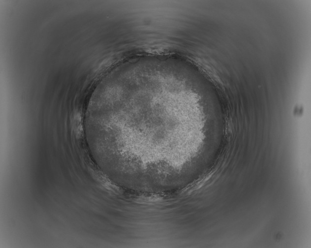 X0000096731106200803041217