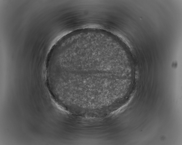 X0000096731117200803041217
