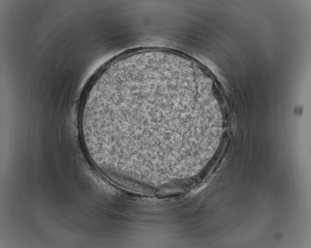 X0000096731120200803041217