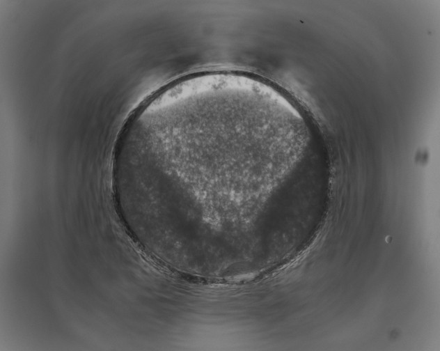 X0000096731173200803041216