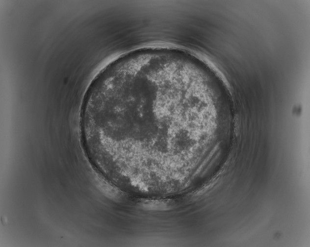 X0000096731229200803041216