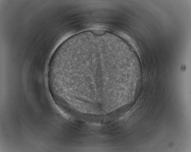 X0000096731235200803041216