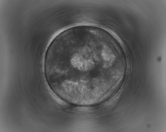 X0000096731246200803041216