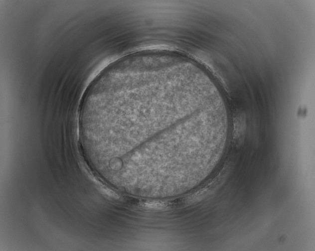 X0000096731274200803041215
