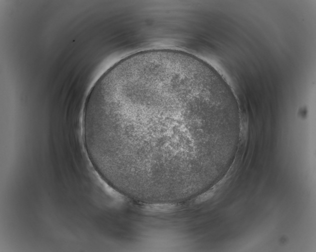 X0000096731294200803041215