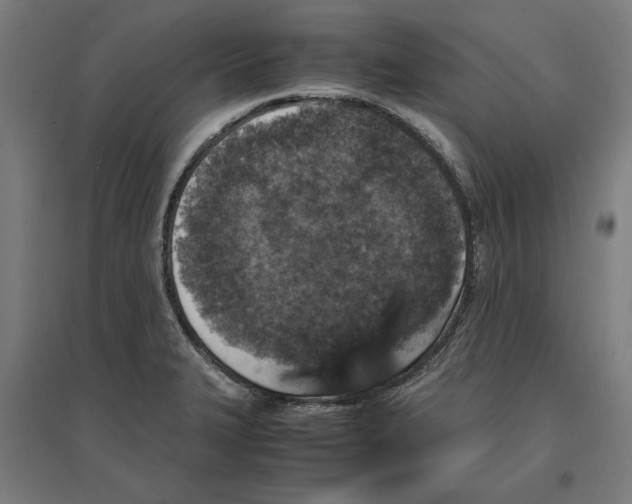 X0000096731327200803041214