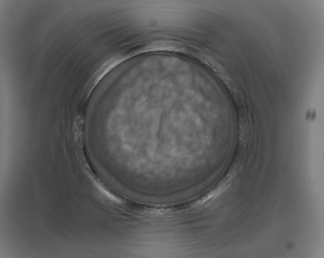 X0000096731369200803041214