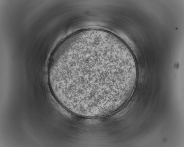 X0000096731384200803041213