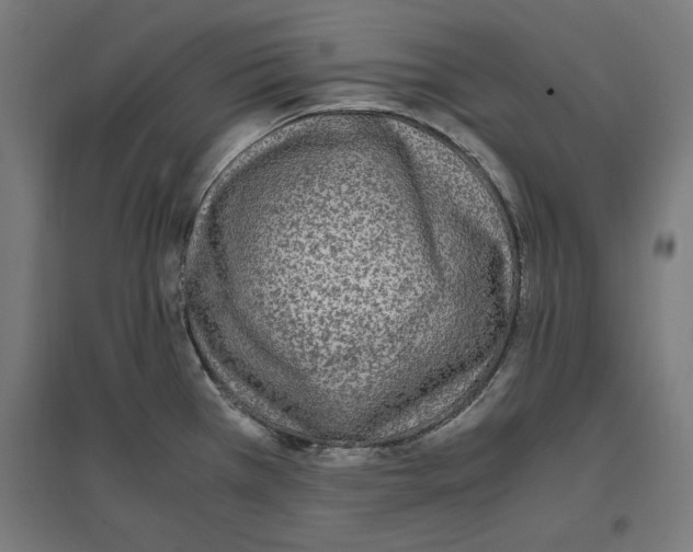 X0000096731385200803041213