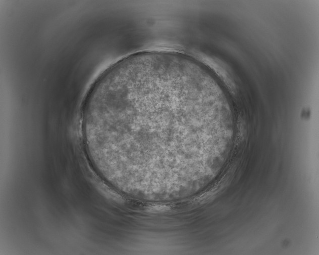 X0000096731462200803041212