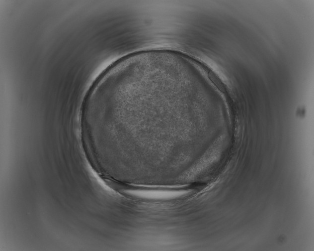 X0000096731468200803041212