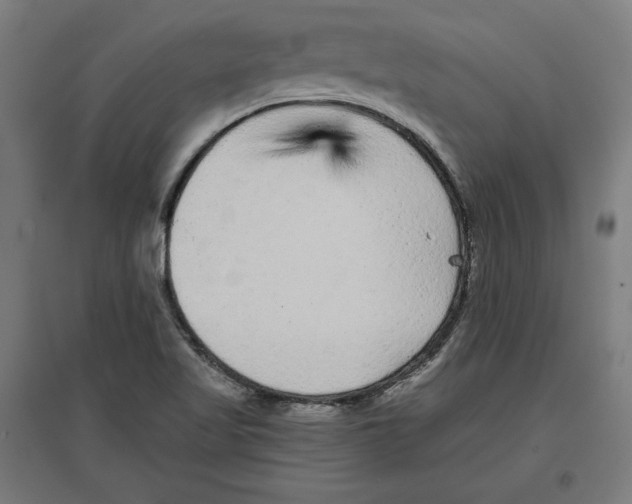 X0000096731509200803041212