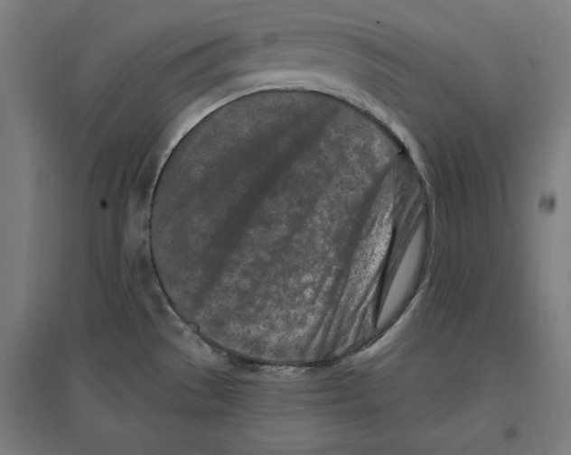 X0000096731529200803041212