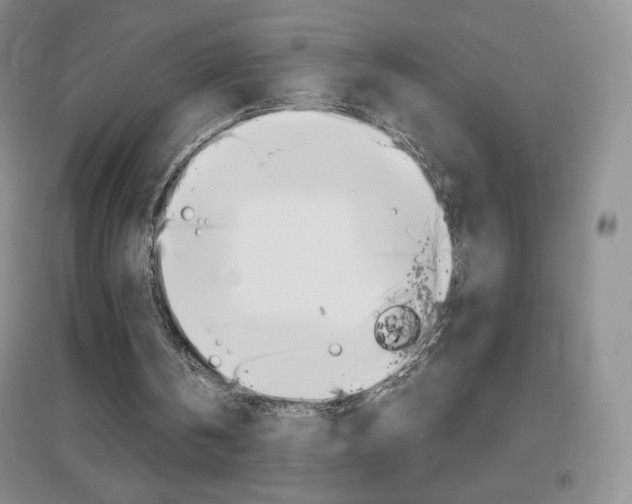 X0000096940146200802080906