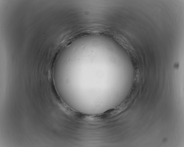 X0000096940568200802080901