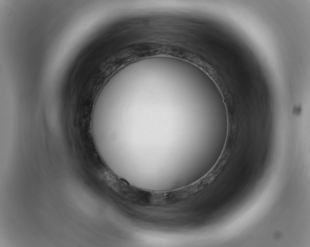 X0000096940766200802080858
