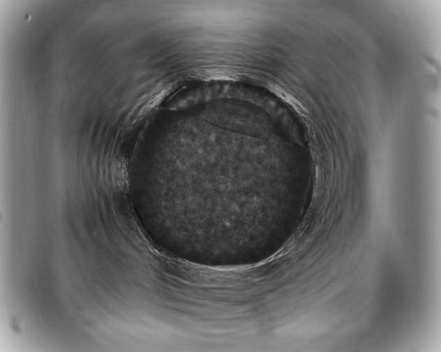 X0000096940048200802081216