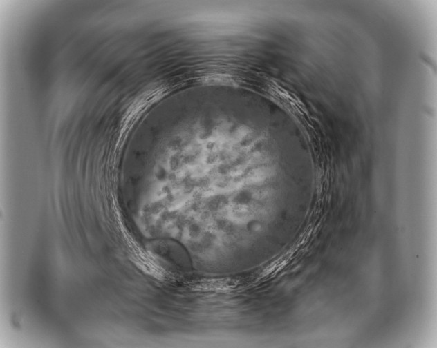X0000096940049200802081215