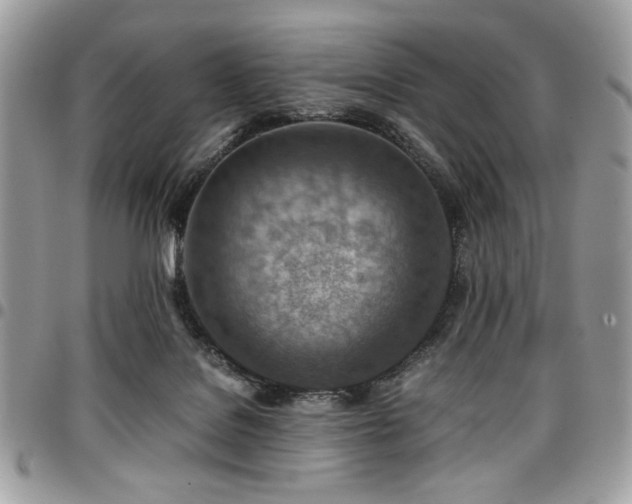 X0000096940076200802081216