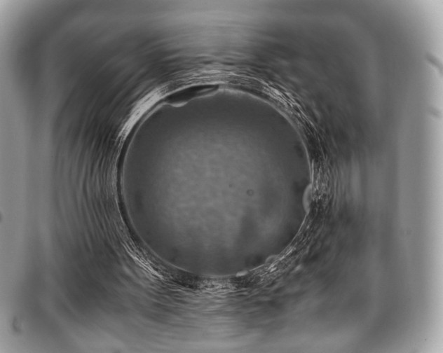 X0000096940099200802081215