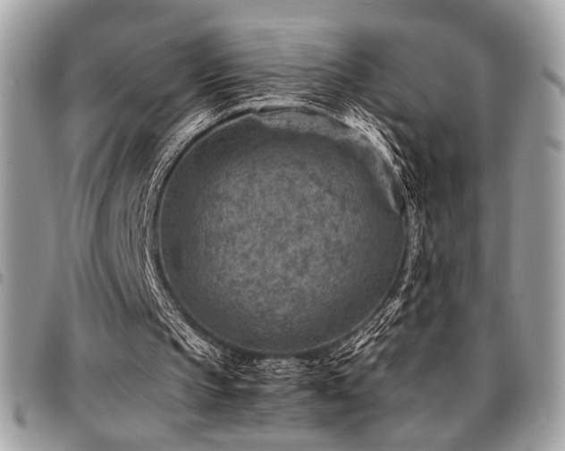 X0000096940145200802081214