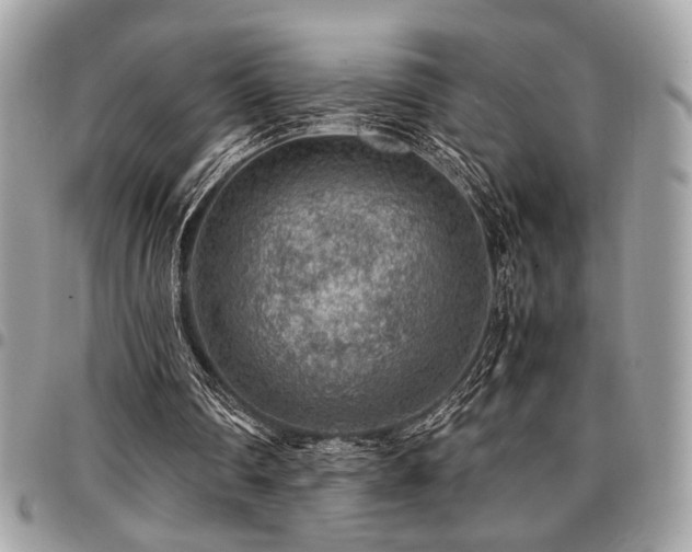 X0000096940290200802081212