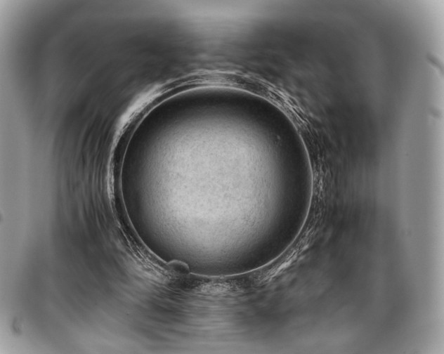 X0000096940294200802081212