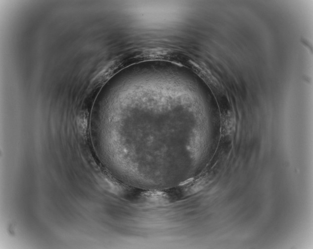 X0000096940427200802081210